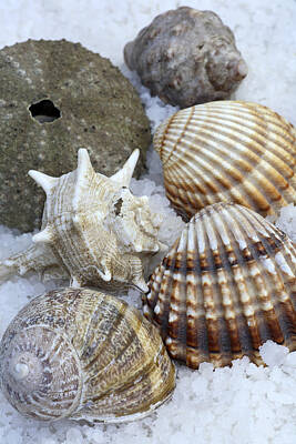 Beach Photo Rights Managed Images - Seashells Royalty-Free Image by Frank Tschakert