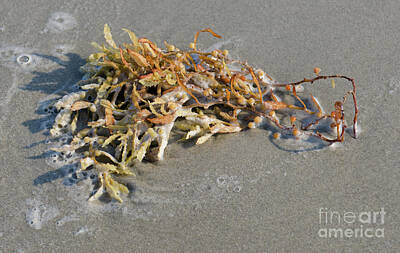 Target Project 62 Abstract - Seaweed Washed Ashore by Dale Powell