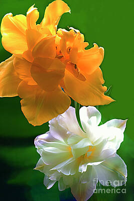 Workout Equipment Patents - BEAUTIFUL WHITE and YELLOW TULIPS. by Alexander Vinogradov