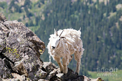 Steven Krull Royalty-Free and Rights-Managed Images - Shaggy Goat on Mount Massive Summit by Steven Krull
