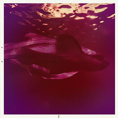 Space Photographs Of The Universe - Sharks by Valerie Nolan