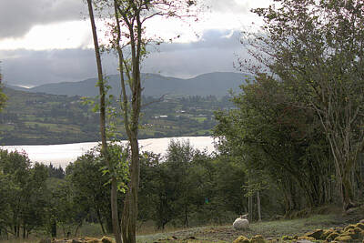 John Moyer Royalty-Free and Rights-Managed Images - Sheep near Lough Eske by John Moyer
