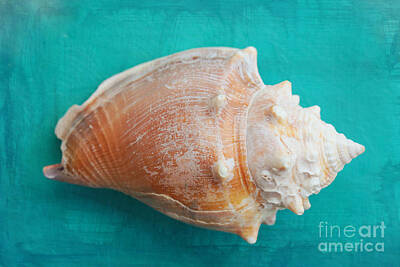Just In The Nick Of Time Rights Managed Images - Shell with Turquoise Royalty-Free Image by Carol Groenen