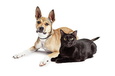 Design Turnpike Books - Shepherd Mix Dog and Black Cat Laying Together by Good Focused