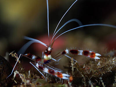 Rico Besserdich Royalty-Free and Rights-Managed Images - Shrimp by Rico Besserdich