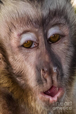 Grateful Dead Royalty Free Images - Shy Face Spider Monkey Royalty-Free Image by Gary Keesler
