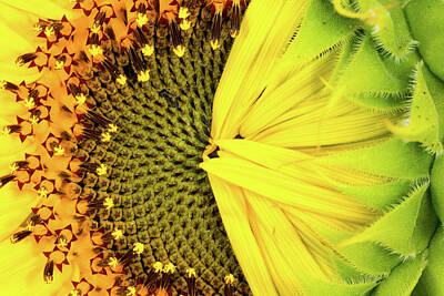 Bowling - Shy Sunflower by SR Green
