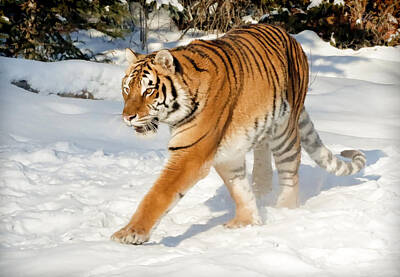 Travel Rights Managed Images - Siberian Tiger Cat Walk Royalty-Free Image by Athena Mckinzie