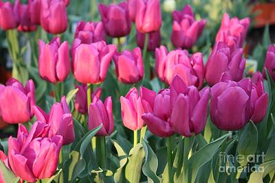 Beaches And Waves - Silky Pink Tulips by Carol Groenen