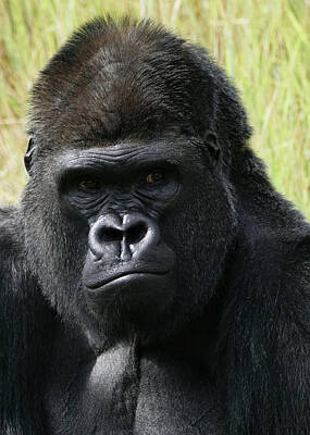 Animals Photos - Silverback Gorilla 3 by Ernest Echols