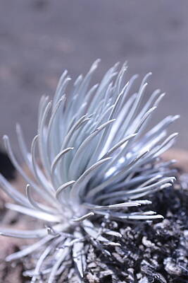 Anne Geddes Royalty Free Images - Silversword Plant Royalty-Free Image by Nelda Mays