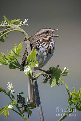 Black And White Flower Photography - Singing Song Sparrow by Joann Long