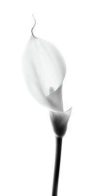 Lilies Royalty Free Images - Single Cala Black and White Royalty-Free Image by Rebecca Cozart