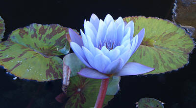 Lilies Royalty-Free and Rights-Managed Images - Single Lotus Blossom by Douglas Barnett