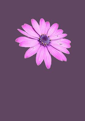 Achieving Royalty Free Images - Single Pink African Daisy Royalty-Free Image by Taiche Acrylic Art