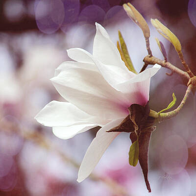 Abstract Flowers Photos - Single White Magnolia by Jordan Blackstone