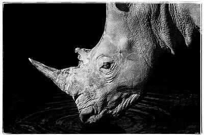 Purely Purple - Sipping White rhinoceros by Simmie Reagor