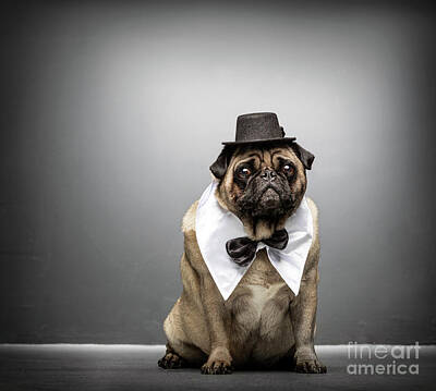 Portraits Photos - Sir pug gazing adorably. Dog portrait. by Michal Bednarek