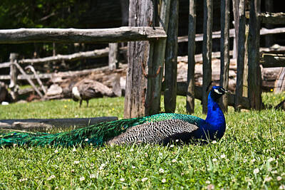 Say What Rights Managed Images - Sitting Peacock Royalty-Free Image by Douglas Barnett