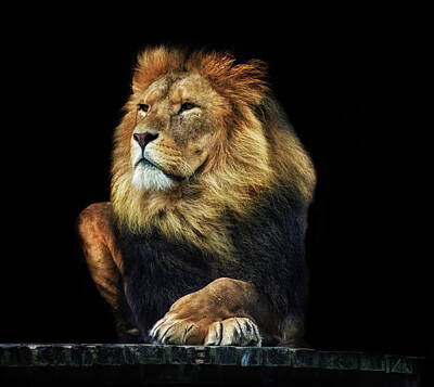 Animals Photos - Sitting Proud by Martin Newman