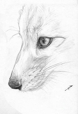 Portraits Drawings - Sketchy Fox Face Study by Brandy Woods