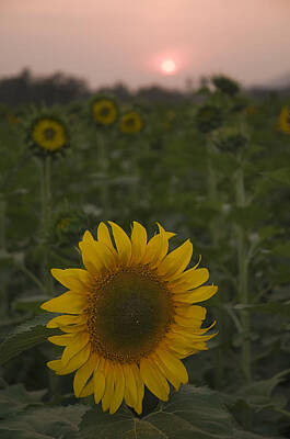 Vintage State Flags - SKN 2181 Sunflower and Sunset by Sunil Kapadia