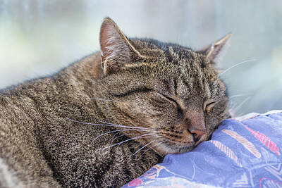 College Campus Collection - Sleeping cat by Jaroslav Frank