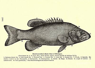 Sports Drawings - Small Mouthed Black Bass of Michigan Anatomy 1881 by Peter Ogden