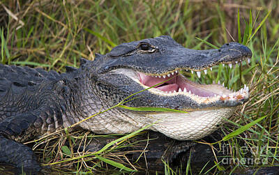 Reptiles Photo Royalty Free Images - Smile Royalty-Free Image by Michael Dawson