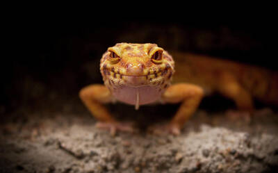 Reptiles Photo Royalty Free Images - Smile with me Royalty-Free Image by Svetlana Svetlanistaya
