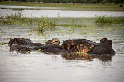 Cargo Boats Rights Managed Images - Smiling hippo in waters, Lake Manyara, Tanzania Royalty-Free Image by Karen Foley