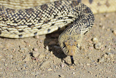 Reptiles Photos - Snake 2 by Rae Ann  M Garrett