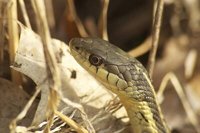 Reptiles Royalty-Free and Rights-Managed Images - Snake Eye by Michael Peychich