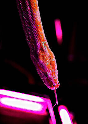 Reptiles Photos - Snake by John K Sampson