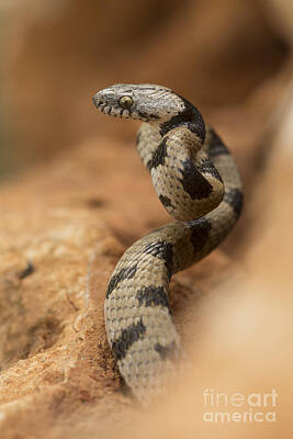 Reptiles Photos - Snake Ready To Pounce On Its Prey by Alon Meir