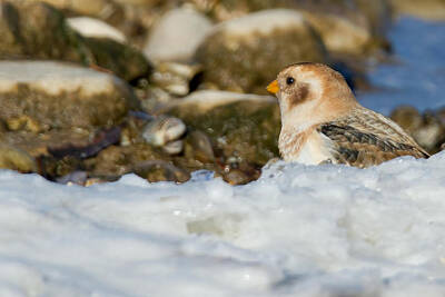 Nikki Vig Royalty-Free and Rights-Managed Images - Snow Bunting Searching Shoreline by Nikki Vig