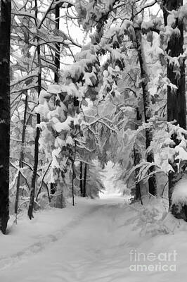 Fun Patterns - Snow covered trail by Dan Friend