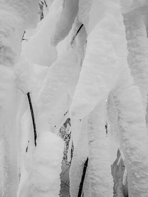 Sports Tees - Snow Covered Trees In The North Carolina Mountains During Winter by Alex Grichenko