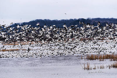 States As License Plates - Snow Geese At Squaw Creek by Ed Peterson