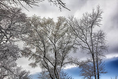 School Teaching - Snow Trees and Clouds by Robert Ullmann