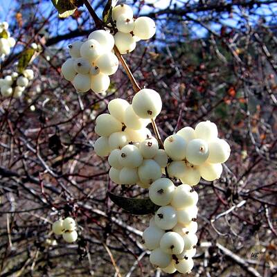 Target Threshold Nature Rights Managed Images - Snowberries Royalty-Free Image by Will Borden