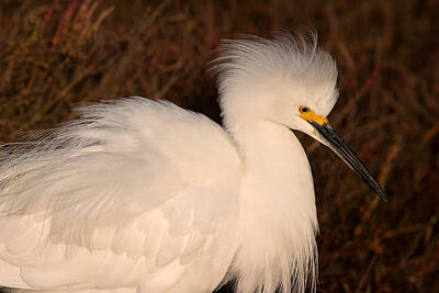 Winter Animals Rights Managed Images - Snowy Egret in Breeding Plumage Royalty-Free Image by Ram Vasudev