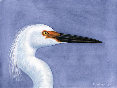 Catch Of The Day - Snowy Egret Portrait by Charles Harden