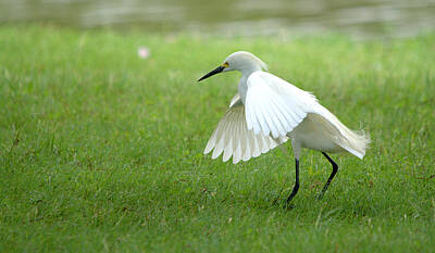 Hipster Animals Royalty Free Images - Snowy Egret Walking In The Park Royalty-Free Image by Roy Williams