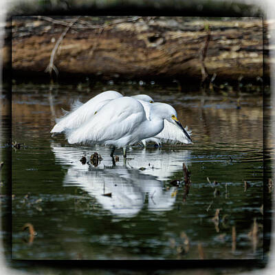 On Trend Light And Airy - Snowy Egrets Feeding - Digital Framing by Debra Martz