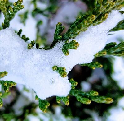 Winter Animals - Snowy Juniper by Rachel Hannah