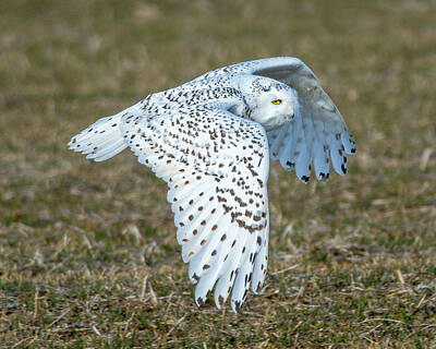 Priska Wettstein Blue Hues - Snowy Owl in Flight by Richard Kitchen