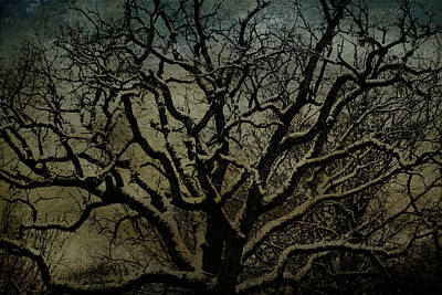 Granger - Snowy Tree by Jill Smith