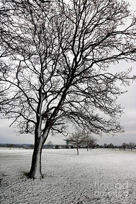 Black And White Line Drawings - Snowy tree on Epsom Downs Surrey by Julia Gavin