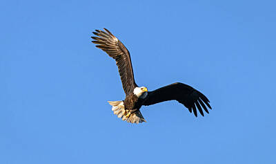 Ira Marcus Royalty-Free and Rights-Managed Images - Soaring Eagle by Ira Marcus